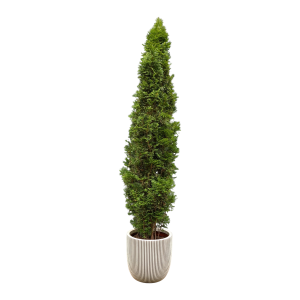 Thuja 1